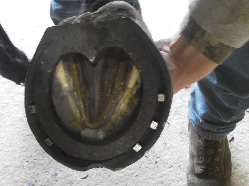Narrow Point Forge Farrier | 166 Wenschoff Rd, Fairfield, PA 17320, USA | Phone: (443) 864-9625