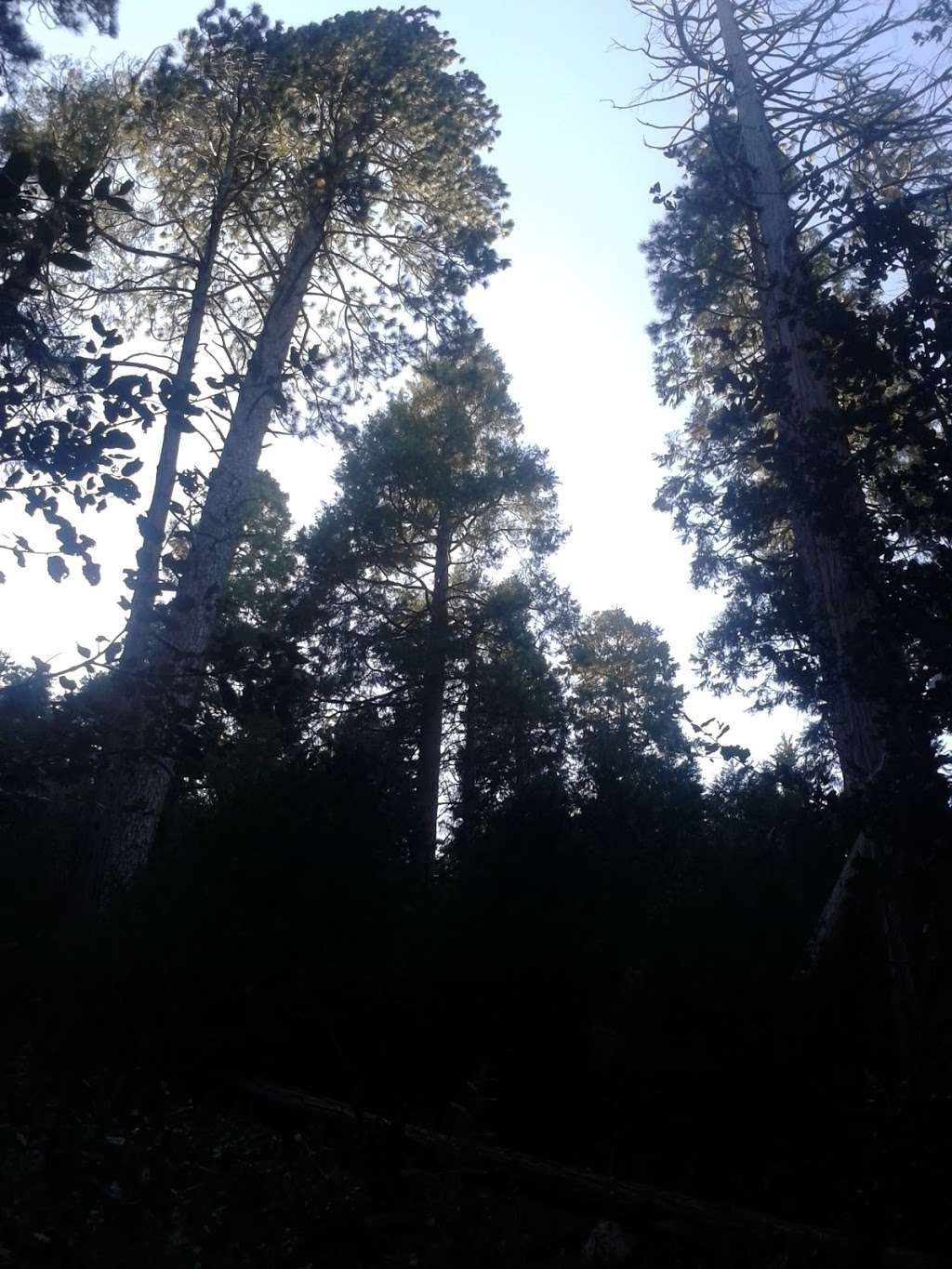 Start Of Hiking Trail | 034303104, Crestline, CA 92325, USA