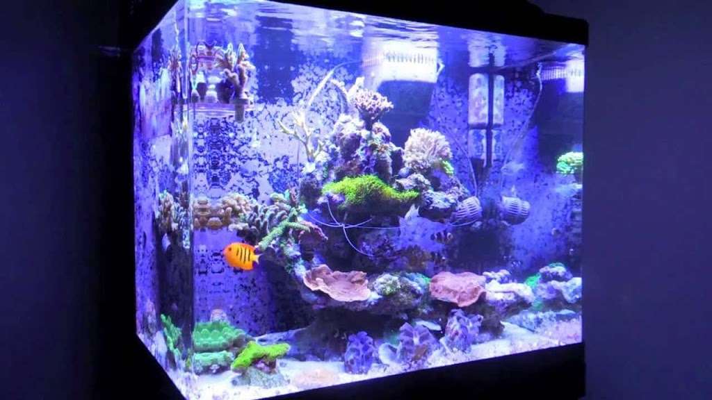 Gulf Reef Aquarium Supplies | 300 Regal #135, Irvine, CA 92620, USA | Phone: (714) 747-3837