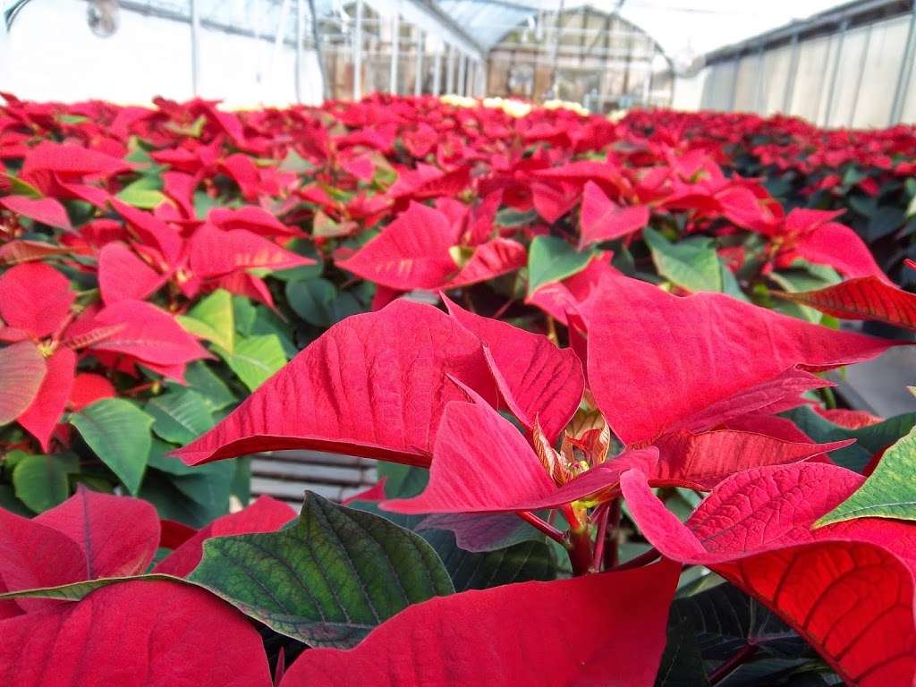 Biondis Florist and Greenhouses | 601 Union Ave, Middlesex, NJ 08846, USA | Phone: (732) 469-2878