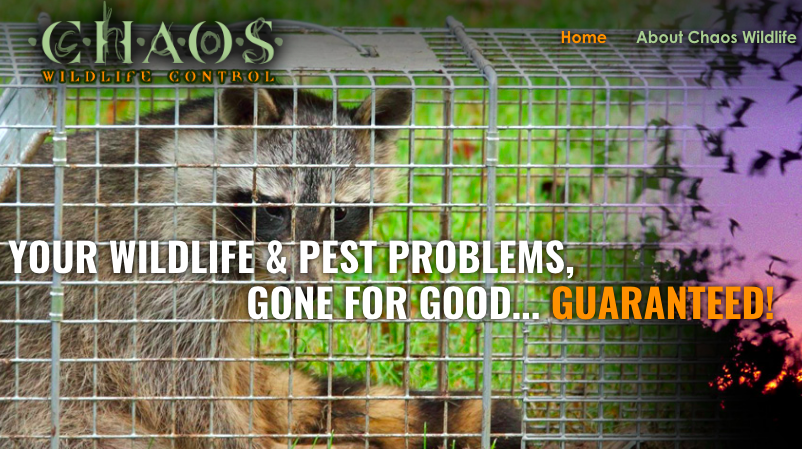 Chaos Wildlife/Animal Removal and Pest Control | 515 Decatur Ave, Peekskill, NY 10566, USA | Phone: (914) 618-5552