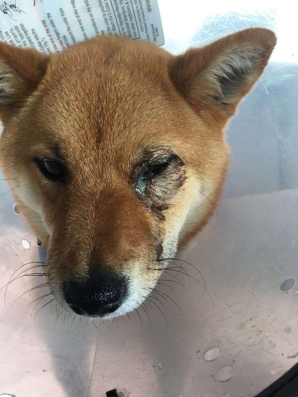 East Valley Emergency Pet Clinic | 938 N Diamond Bar Blvd, Diamond Bar, CA 91765, USA | Phone: (909) 861-5737