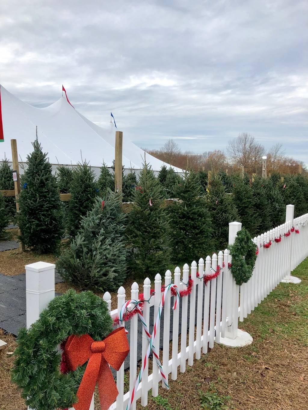 Grannys Christmas Tree Lot | 1279 N Great Neck Rd, Virginia Beach, VA 23454 | Phone: (757) 428-5987