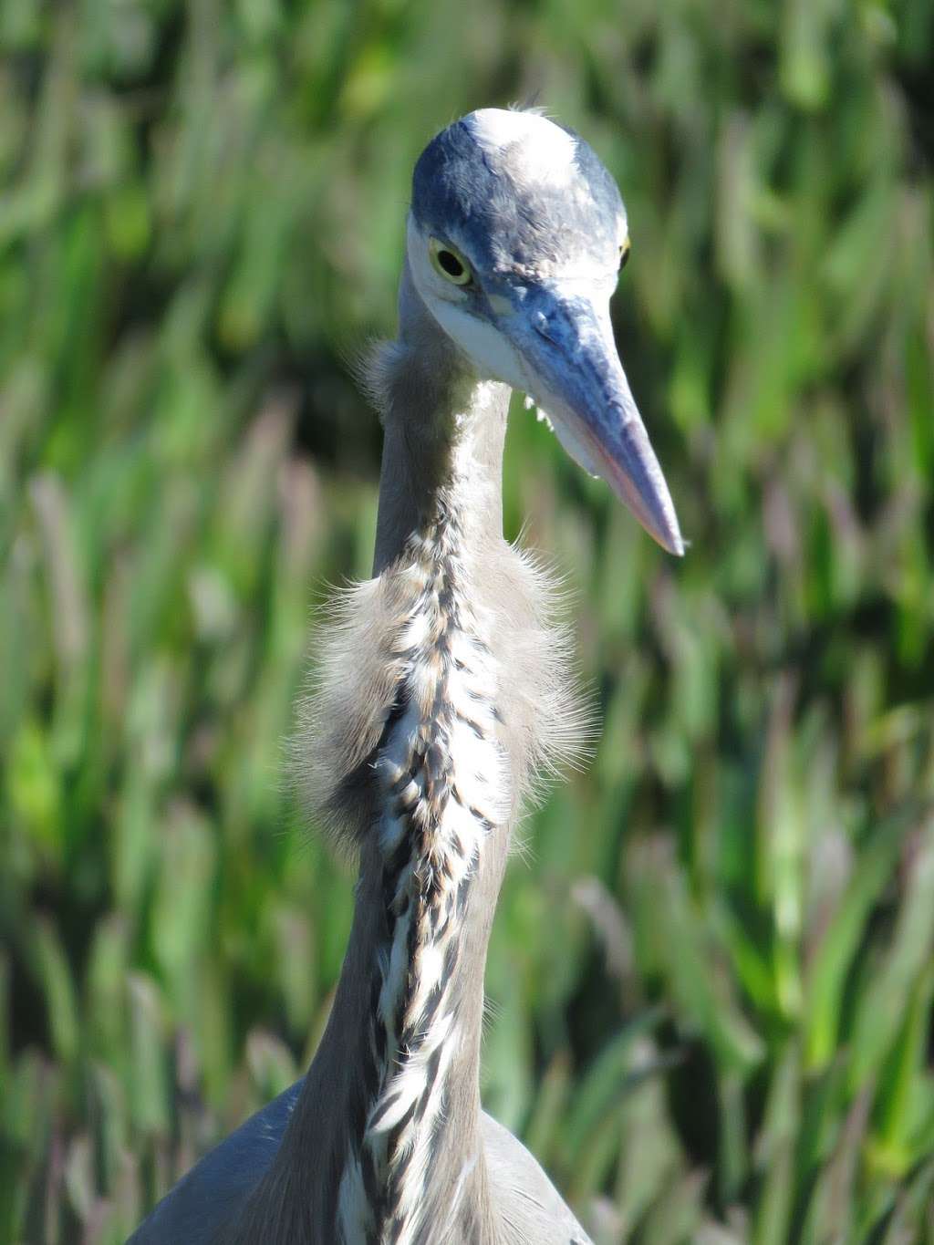 Bodega Marine Reserve | 2099 Westside Road, Bodega Bay, CA 94923, USA | Phone: (707) 875-2021