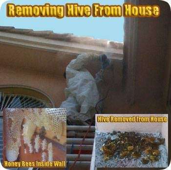Honey Bee Removal | 11270 Mainsail Ct, Wellington, FL 33449 | Phone: (561) 574-4064
