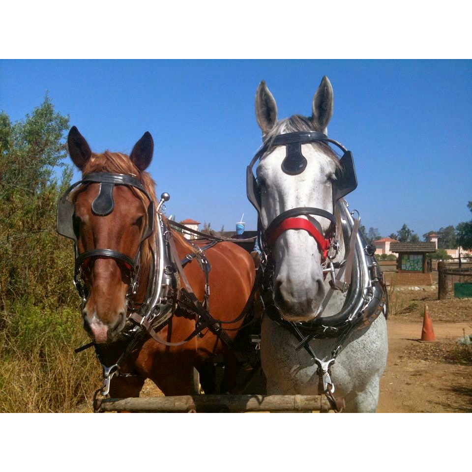 Pony Land: Pony Rides & Petting Zoo | 2606 Hollister St, San Diego, CA 92154, USA | Phone: (619) 947-3152