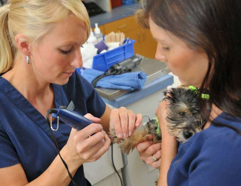 Angelcare Veterinary Hospital | 2070 Old Mountain Rd, Statesville, NC 28625, USA | Phone: (704) 873-5451