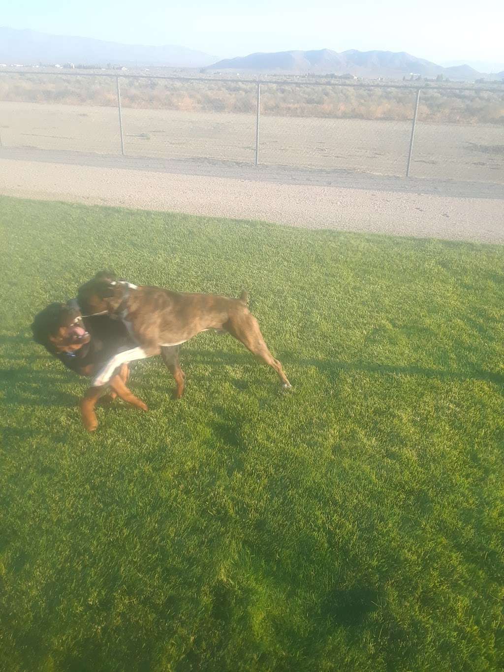 Southern Kern Veterinary Clinic, Inc | 4455 Rosamond Blvd, Rosamond, CA 93560, USA | Phone: (661) 256-8121