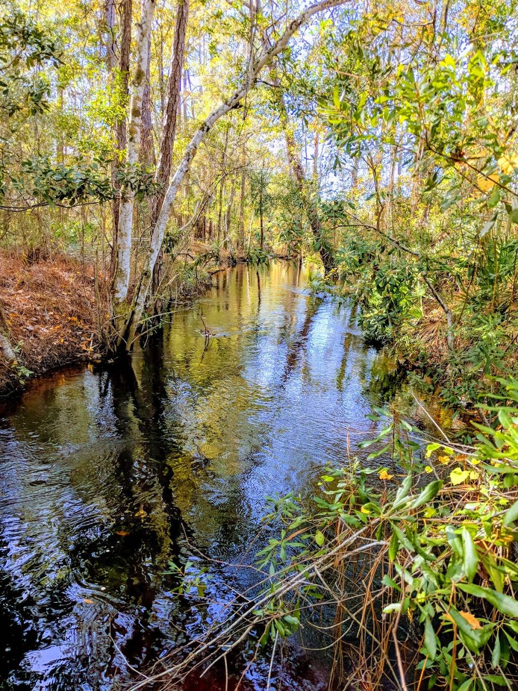 Brooker Creek Preserve - Walk Through | Lora Ln, Tarpon Springs, FL 34688, USA | Phone: (727) 453-6800