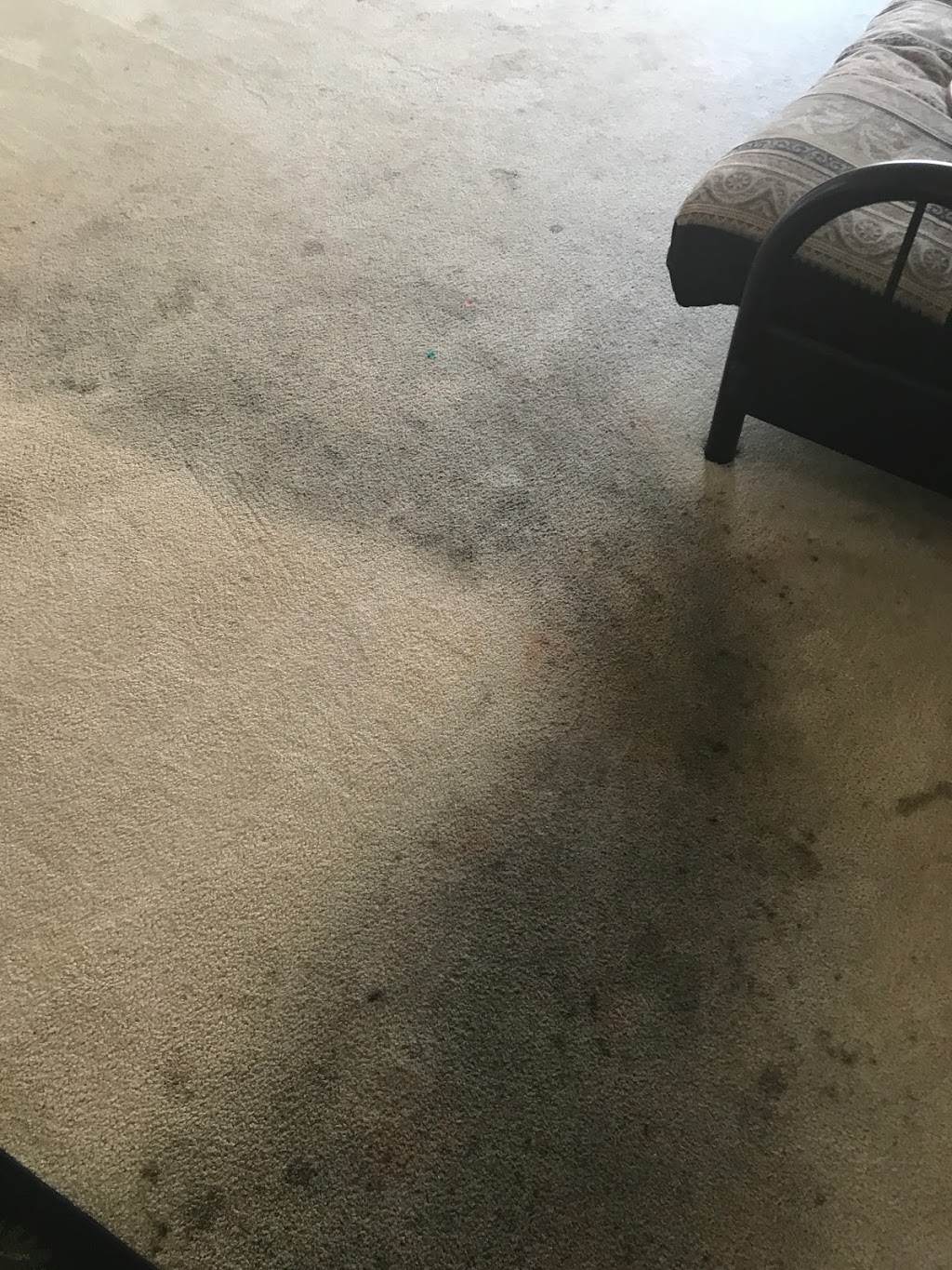 Carpet Brigade Carpet Cleaning | 1414 Caminito Garibay, Chula Vista, CA 91915, USA | Phone: (619) 395-3716