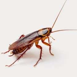 Roachbusters Pest Control Co | 43 Hilltop Dr, Burlington, MA 01803, USA | Phone: (781) 229-4878