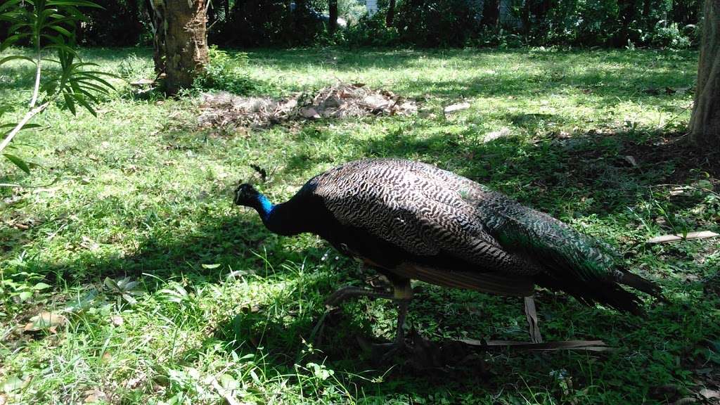 Deleon Springs Forestry Station | 5458 US-17, De Leon Springs, FL 32130, USA | Phone: (386) 985-7865 Deleon Springs Forestry Station | 5458 US-17, De Leon Springs, FL 32130, USA | Phone: (386) 985-7865