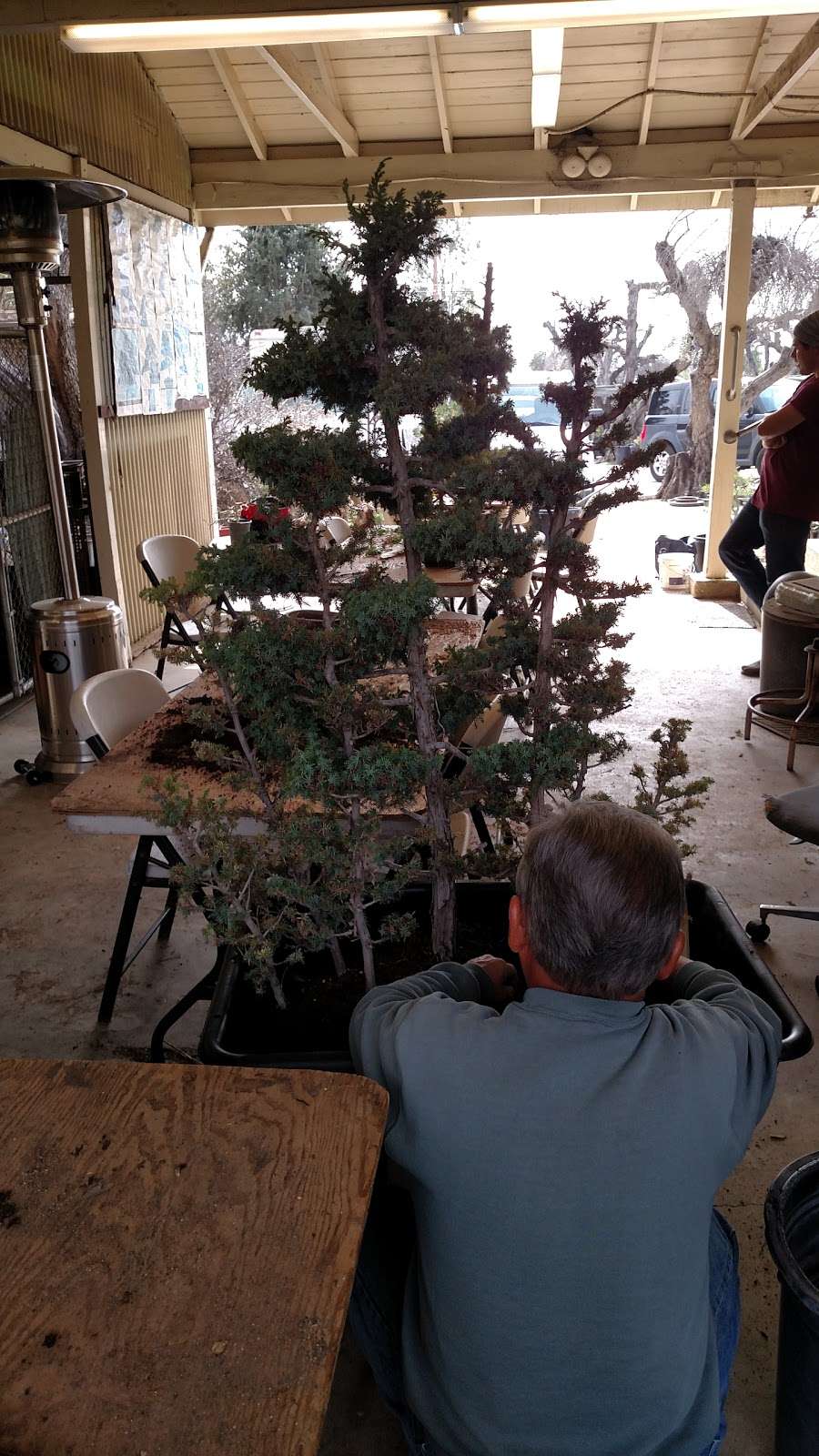 Fuji Bonsai Nursery | 13170 Glenoaks Blvd, Sylmar, CA 91342 | Phone: (818) 367-5372