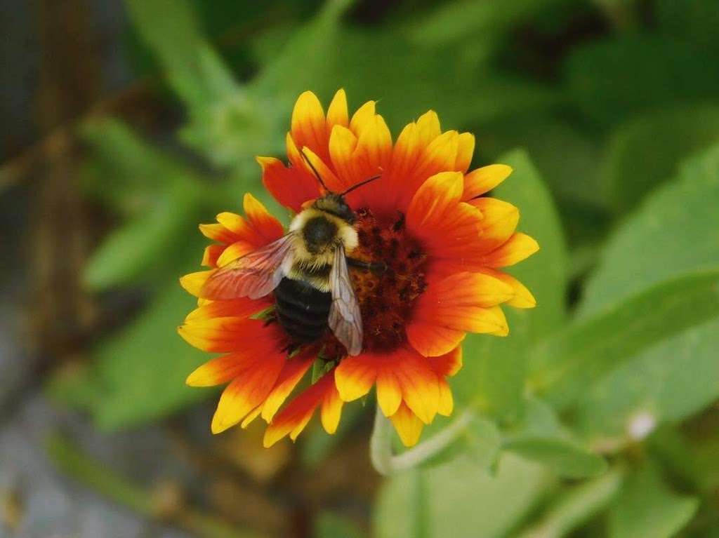 Kingsland Wildflowers Green Roof & Community Engagement Center | 520 Kingsland Ave, Brooklyn, NY 11222, USA