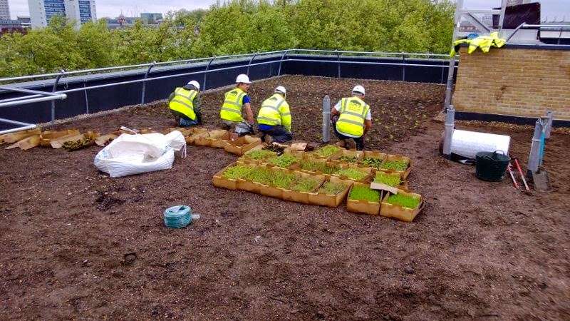 Eco Green Roofs | Rays Farm Barns, Ingatestone CM4 9EH, UK | Phone: 01277 355705