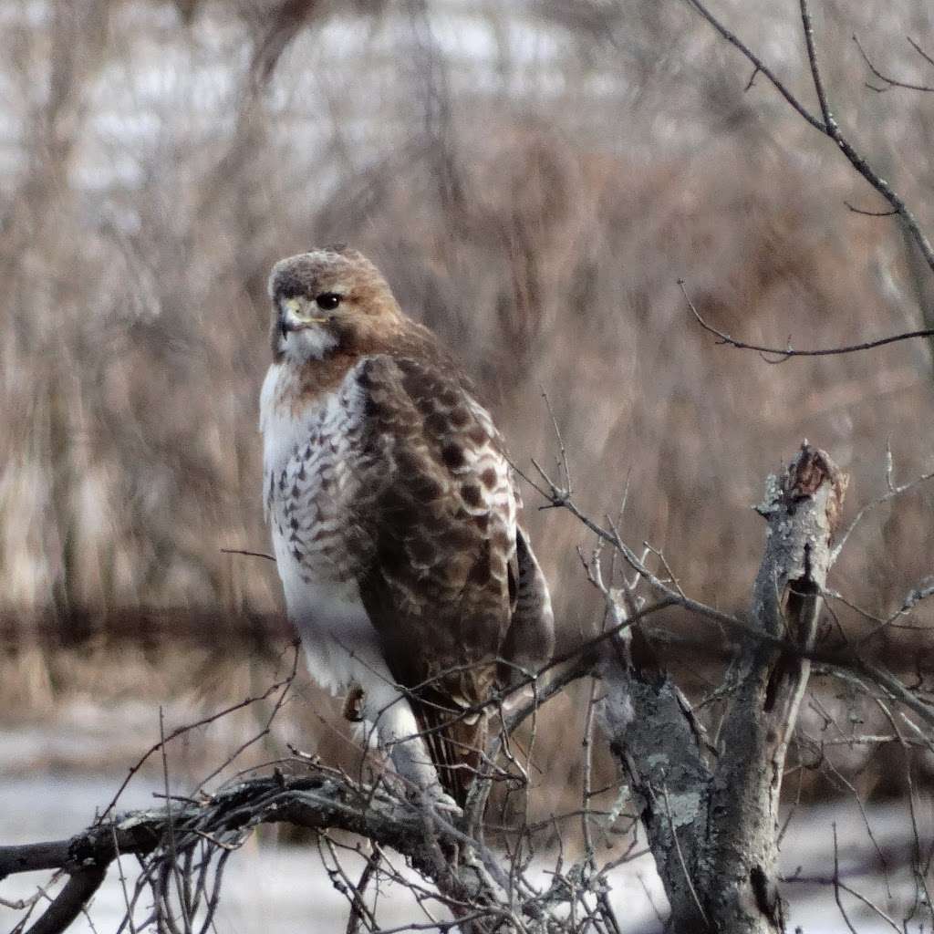 Rancocas Nature Center | 794 Rancocas Mt Holly Rd, Westampton, NJ 08060 | Phone: (609) 261-2495