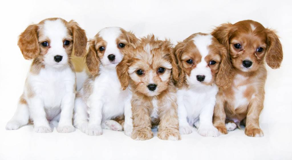 Sunrise Pups | 2600 Fisher Rd Suite A, Columbus, OH 43204, USA | Phone: (614) 285-4870