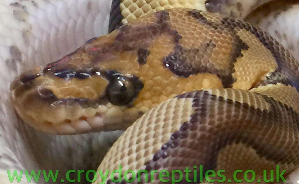 Croydon Reptiles | 228 Mitcham Rd, Croydon CR0 3JJ, UK | Phone: 020 8684 3387