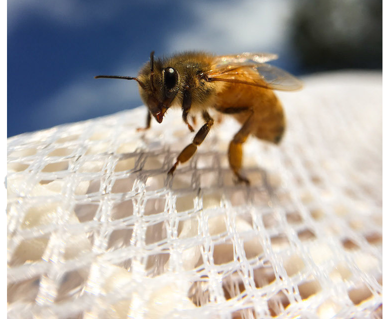 Honey Strong Bee Supply & Bee Nursery | 1753 Ebenezer Rd, Smyrna, SC 29743, USA | Phone: (704) 993-6833