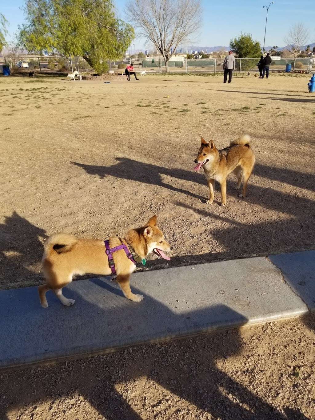 Clark County Dog Park - Desert Breeze Park | 8275 Spring Mountain Rd, Las Vegas, NV 89147, USA | Phone: (702) 455-8200