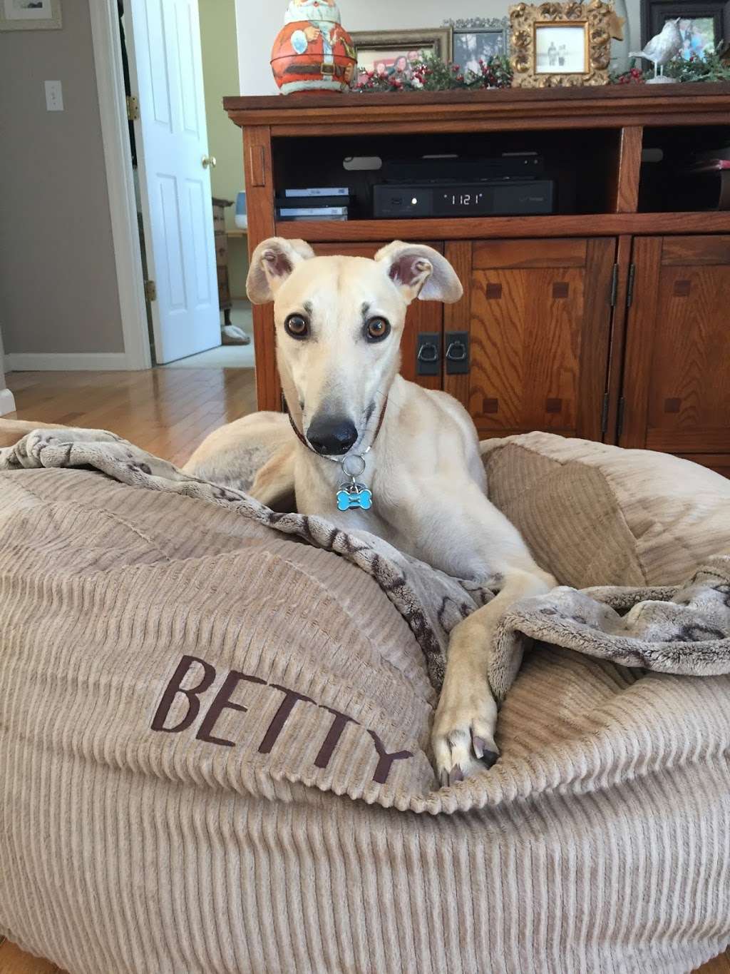 Greyhound Pets of America | 5 Smith St, Middleborough, MA 02346, USA | Phone: (508) 441-9458