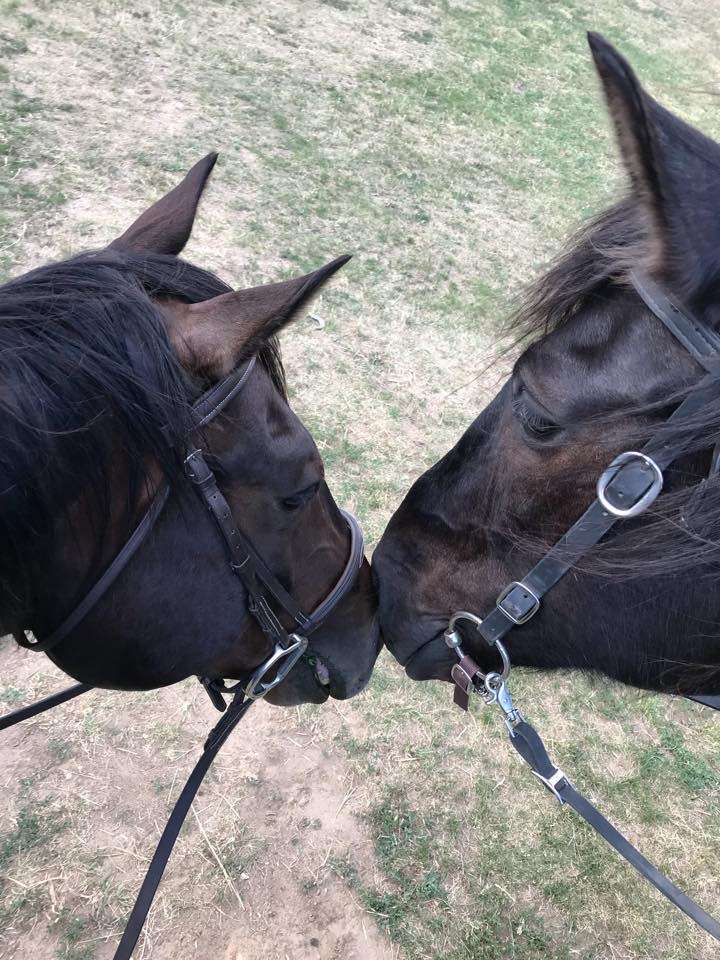 Rafter B Ranch LLC | 2221 US-73, Hiawatha, KS 66434, USA | Phone: (785) 250-8553