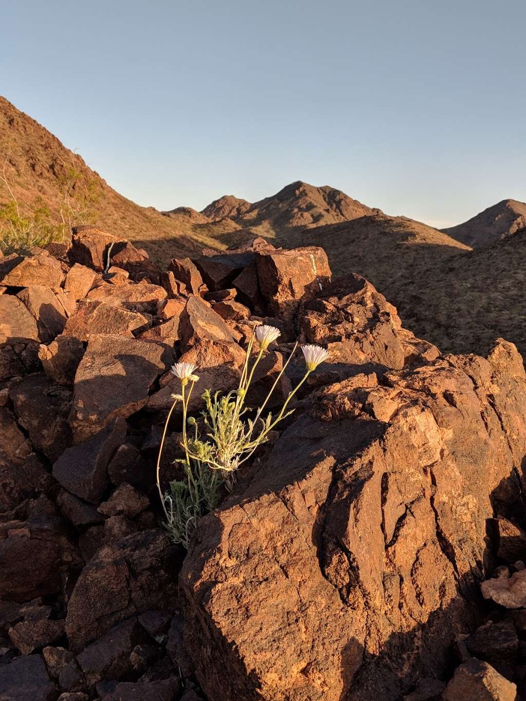 Trail Head | Unnamed Road,, Henderson, NV 89015, USA