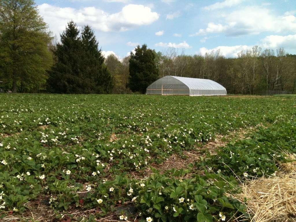 Oley Valley Organics Farm | 8657, 516 Oysterdale Rd, Oley, PA 19547, USA | Phone: (484) 336-9980