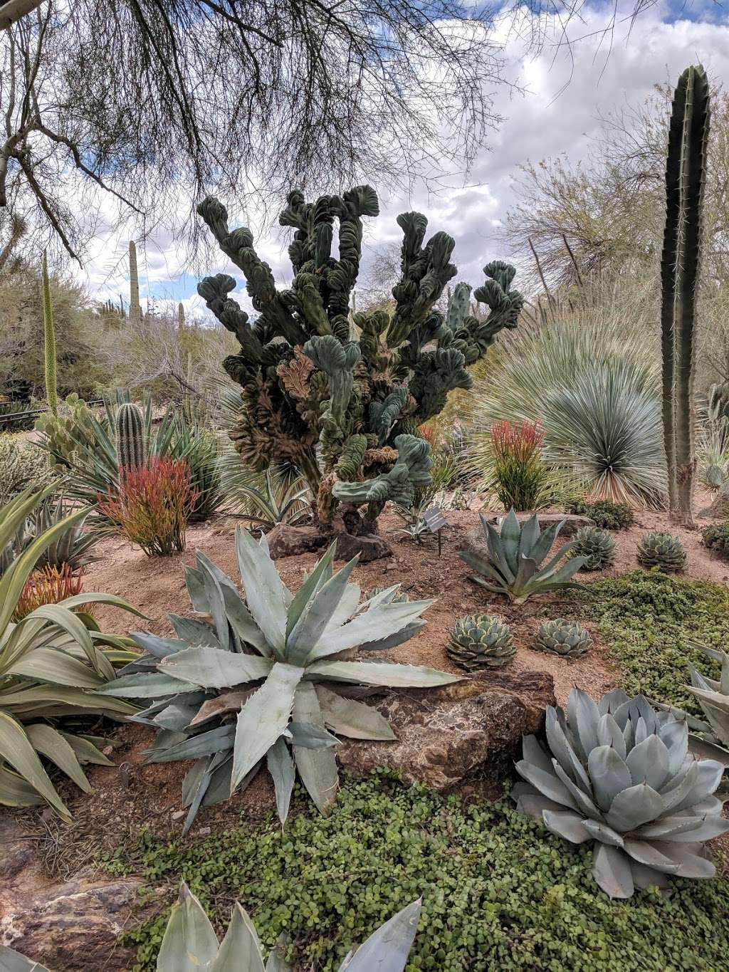 Desert Botanical Garden | Phoenix, AZ 85008, USA