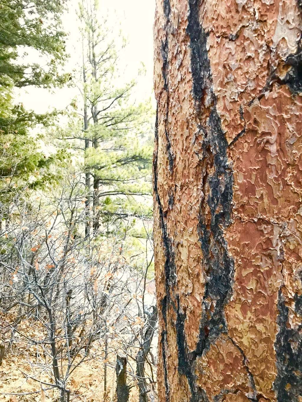 Castlewood Canyon State Park - West Entrance | 125 N Castlewood Canyon Rd, Castle Rock, CO 80104, USA