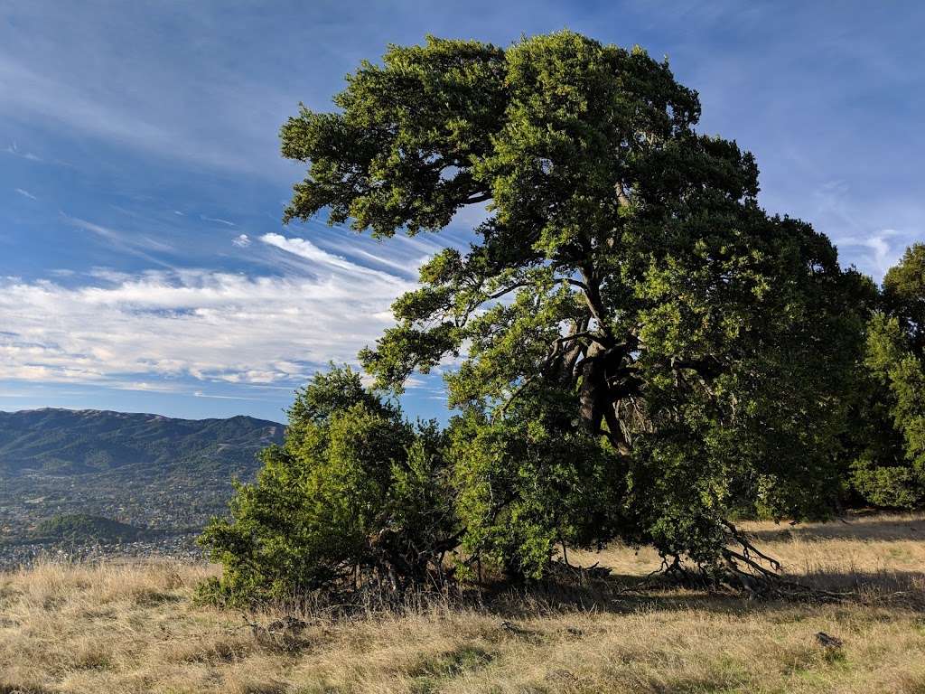 Mount Burdell Preserve | Novato, CA 94945 | Phone: (415) 473-4381