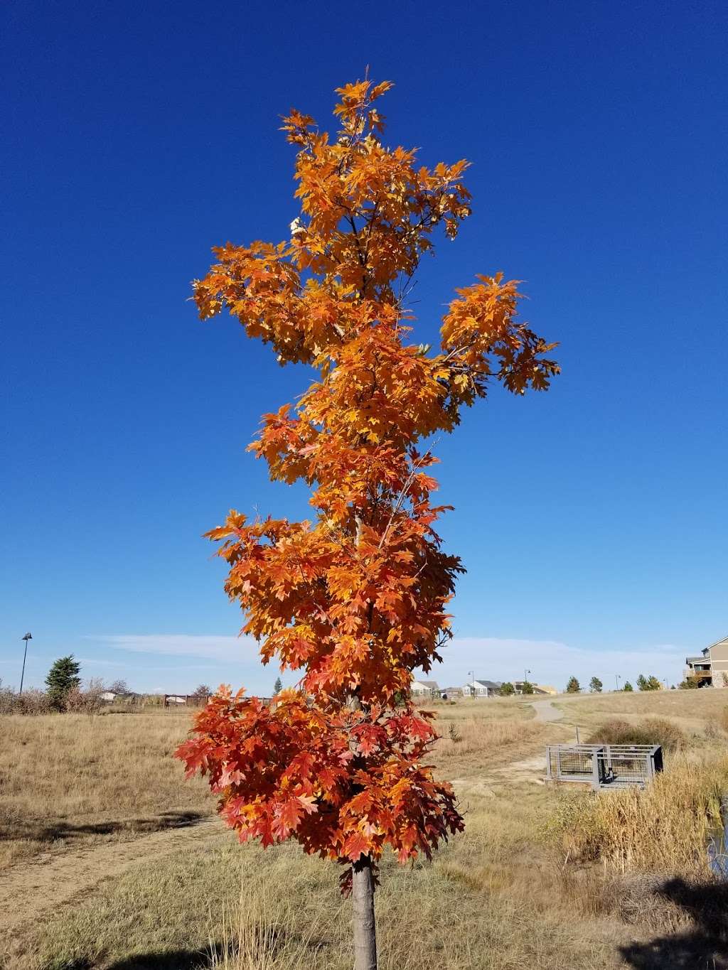 Anthem Community Park | 15663 Sheridan Pkwy, Broomfield, CO 80020 | Phone: (303) 464-5501