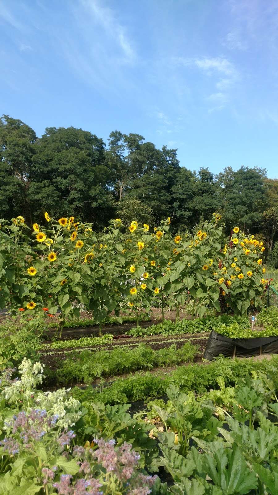 Woburn Community Gardens | Garden St, Woburn, MA 01801, USA | Phone: (781) 897-5933