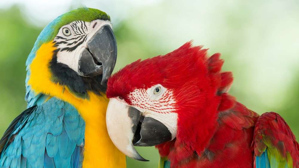 Animal Clinic of Michigan City | 1943 S Woodland Ave, Michigan City, IN 46360, USA | Phone: (219) 879-0249