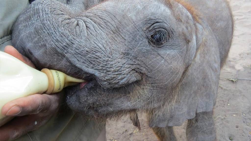 Elephant Havens Wildlife Foundation | 4104 Calculus Dr, Dallas, TX 75244, USA | Phone: (972) 620-2523