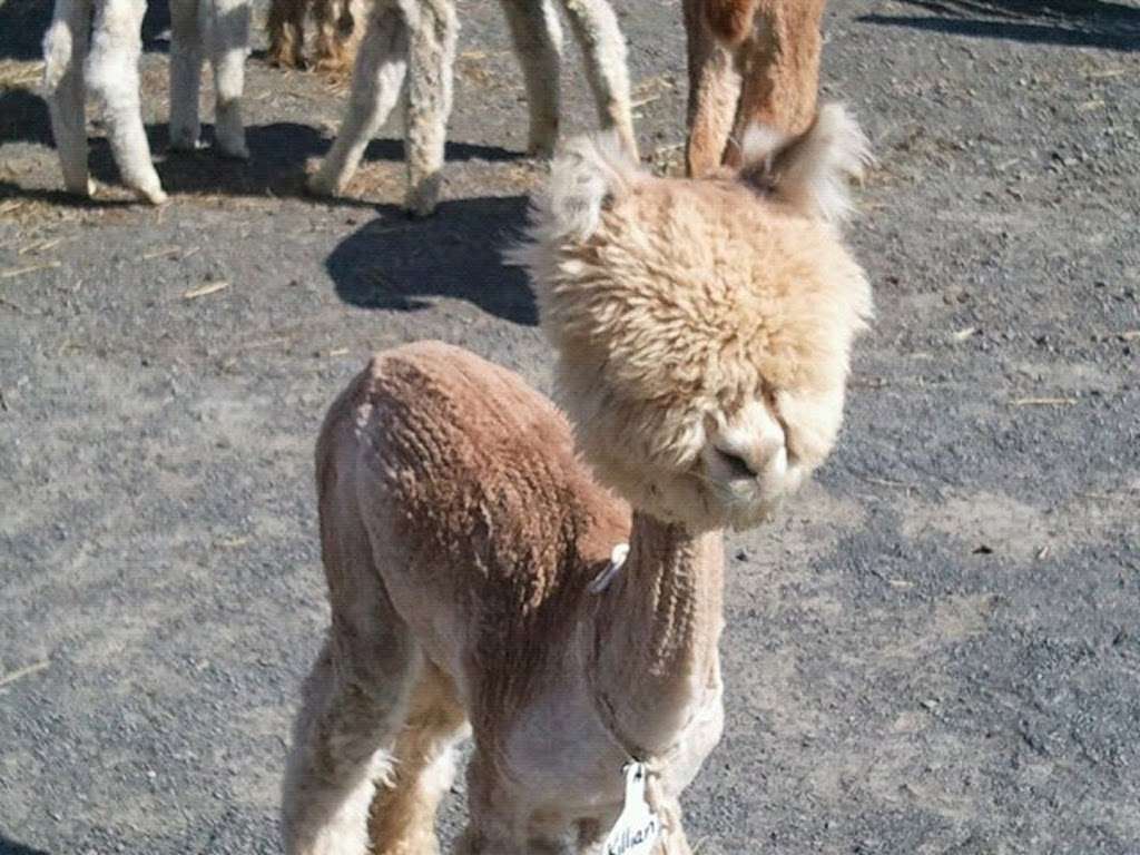 My Poppys Alpacas, LLC | 59 Hopkins Road, ***CALL FOR APPOINTMENT***, New Egypt, NJ 08533, USA | Phone: (848) 207-7040