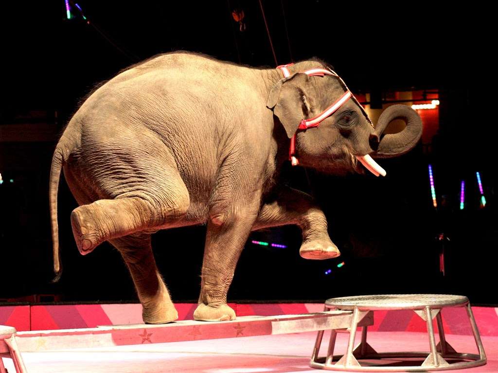 The Shriners Circus 2016 | 161 E Hanover Ave, Morristown, NJ 07960, USA | Phone: (973) 992-2860