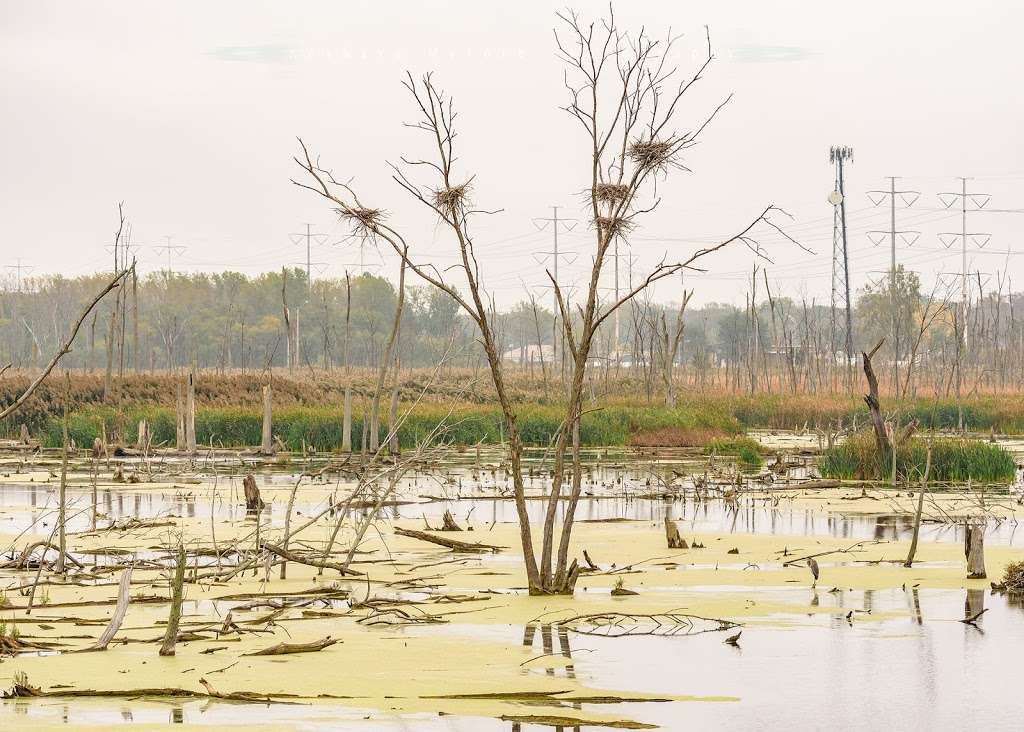 Highlands Heron Rookery | 41°3336. 87°2628, 3, W 7th Ave, Highland, IN 46402, USA