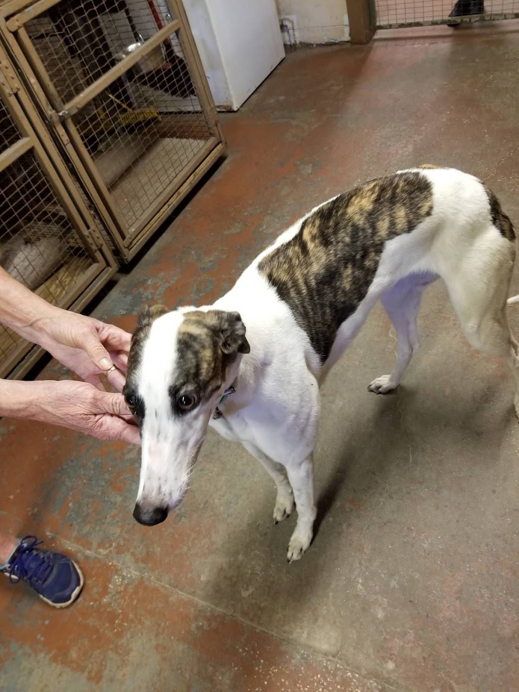 Greyhounds as Pets | 2600 W 5th St, Jacksonville, FL 32254, USA | Phone: (904) 388-6034