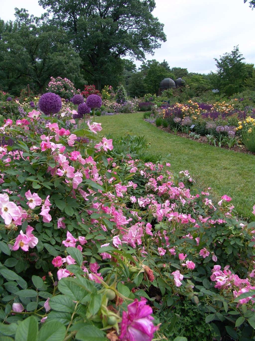 Dean Bond Rose Garden | 500 College Ave, Swarthmore, PA 19081, USA | Phone: (610) 328-8025