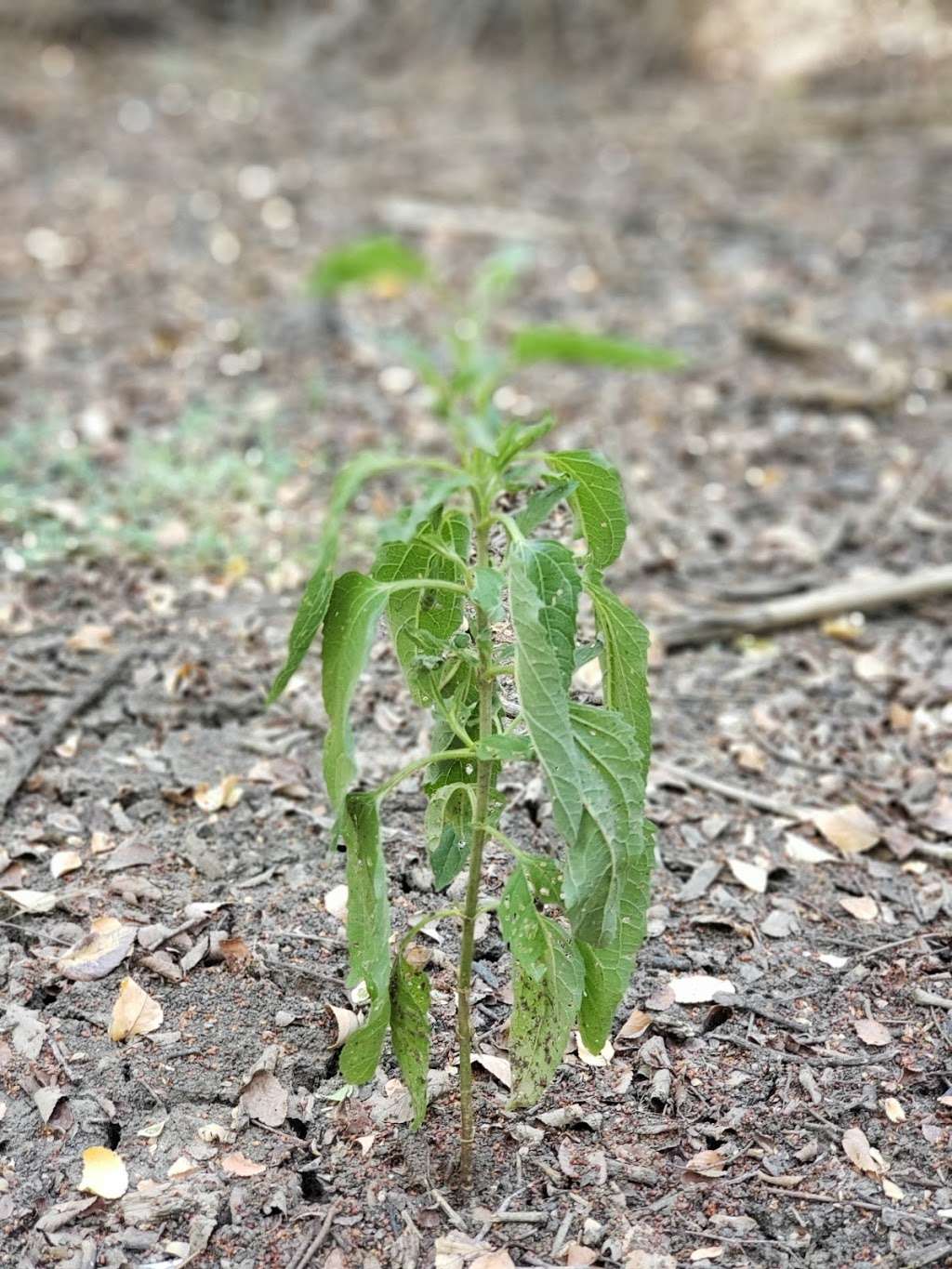 L.B. Houston Nature Trails - California Crossing Trailhead | 1366 California Crossing Rd, Dallas, TX 75220, USA