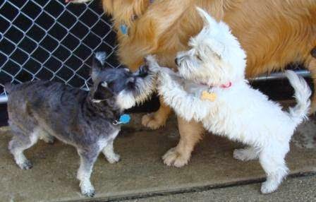 Central Bark Doggy Day Care | 3001 Towpath Rd, Broadview Heights, OH 44147, USA | Phone: (440) 526-2276