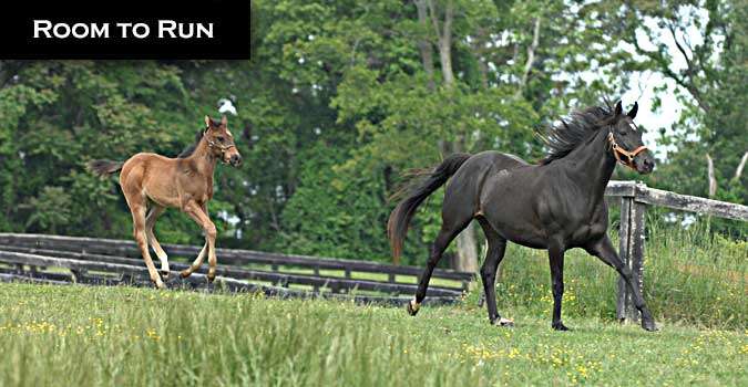 Laurel Inc Equine Reproductions | 525 Randleston Ln, Bluemont, VA 20135, USA | Phone: (540) 905-2054