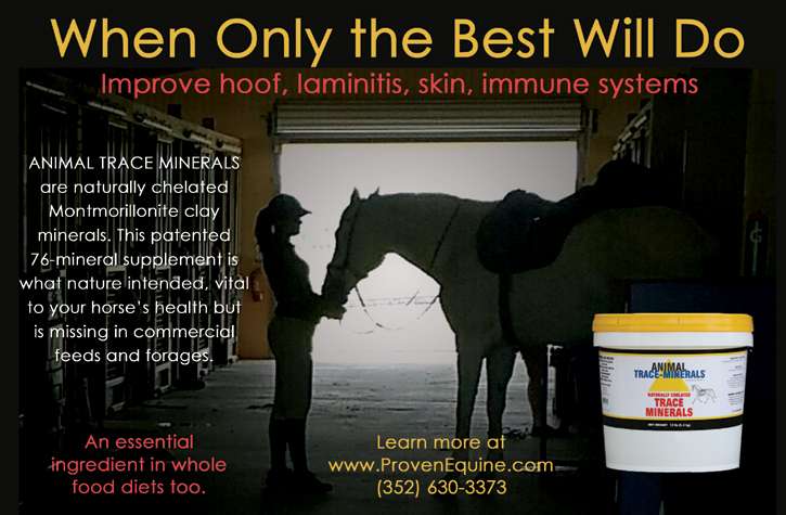 Proven Equine | 54410 Buckhorn Rd, Astor, FL 32102, USA | Phone: (352) 630-3373