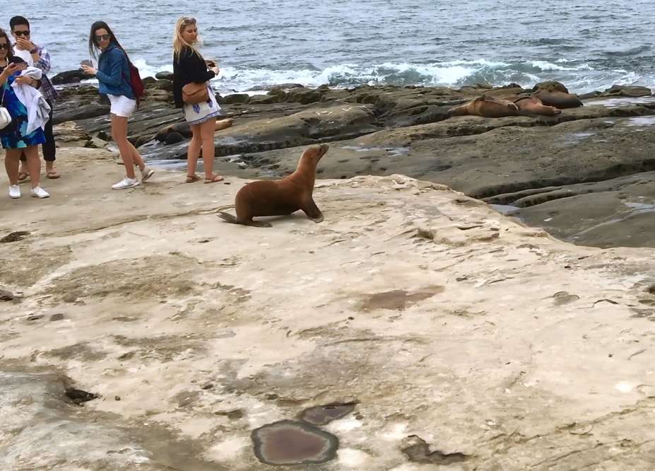 South Boundary Of Matlahuayl MPA | 1160 Coast Blvd, La Jolla, CA 92037, USA