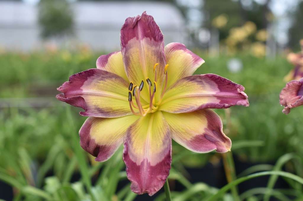 Nicole’s Daylilies | 34826 La Pl Ct, Eustis, FL 32736, USA | Phone: (352) 589-6698