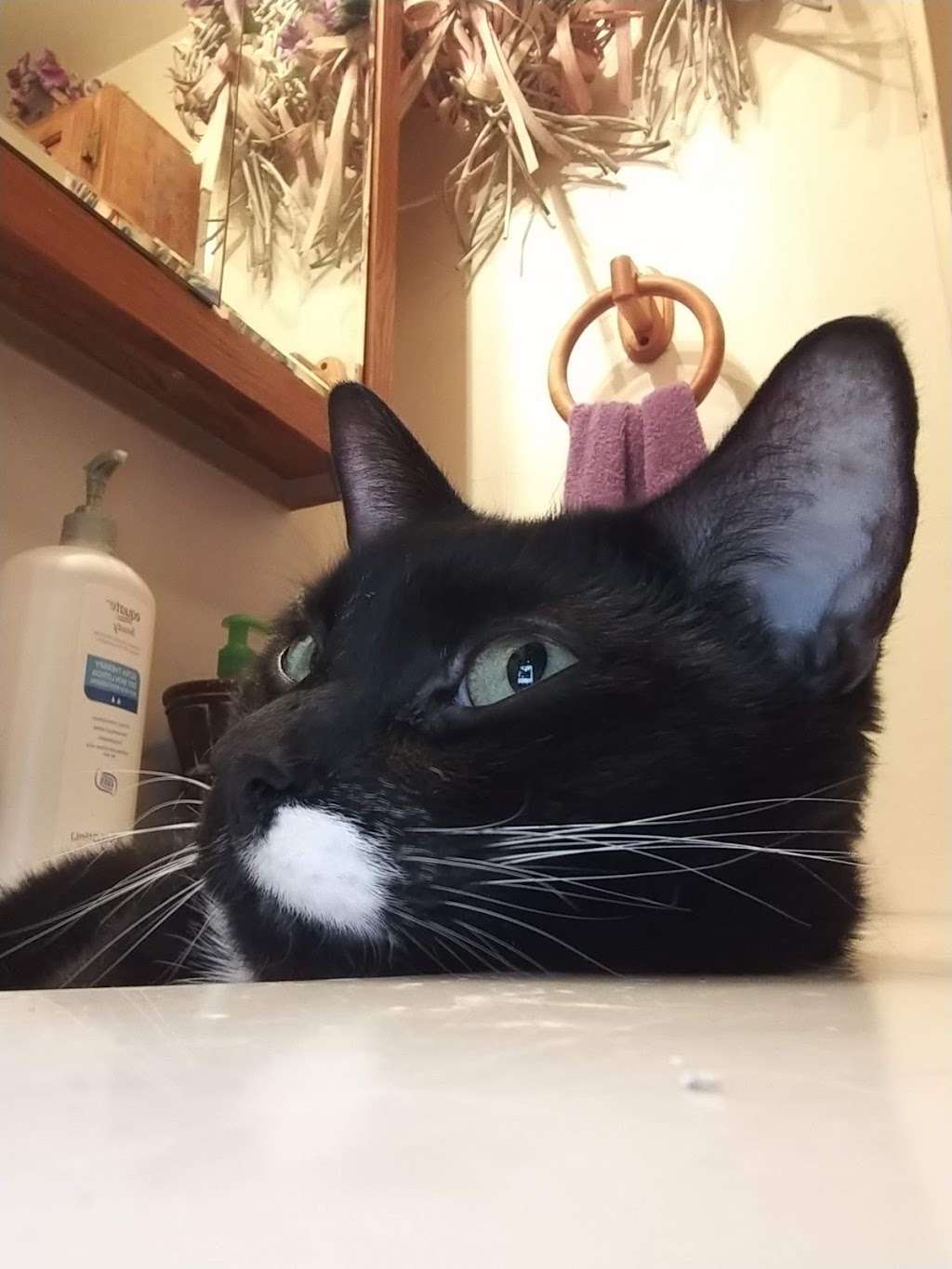 Best Friends Animal Hospital | 1988 Lincoln Way W, Chambersburg, PA 17202, USA | Phone: (717) 261-0520 Best Friends Animal Hospital | 1988 Lincoln Way W, Chambersburg, PA 17202, USA | Phone: (717) 261-0520