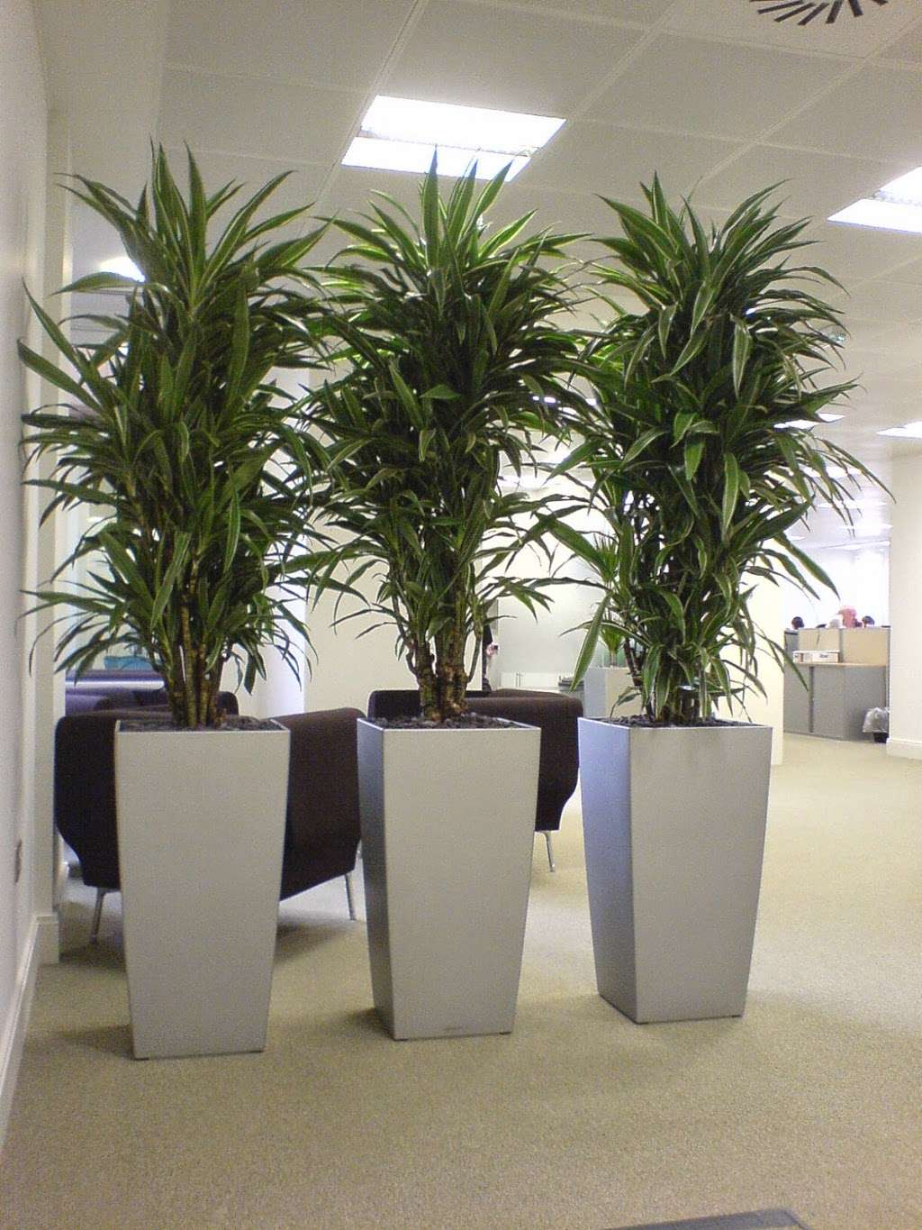 Enterprise Plants Limited | Hall Farm Nursery, Church Lane, North Ockendon, Upminster RM14 3QH, UK | Phone: 01708 858505