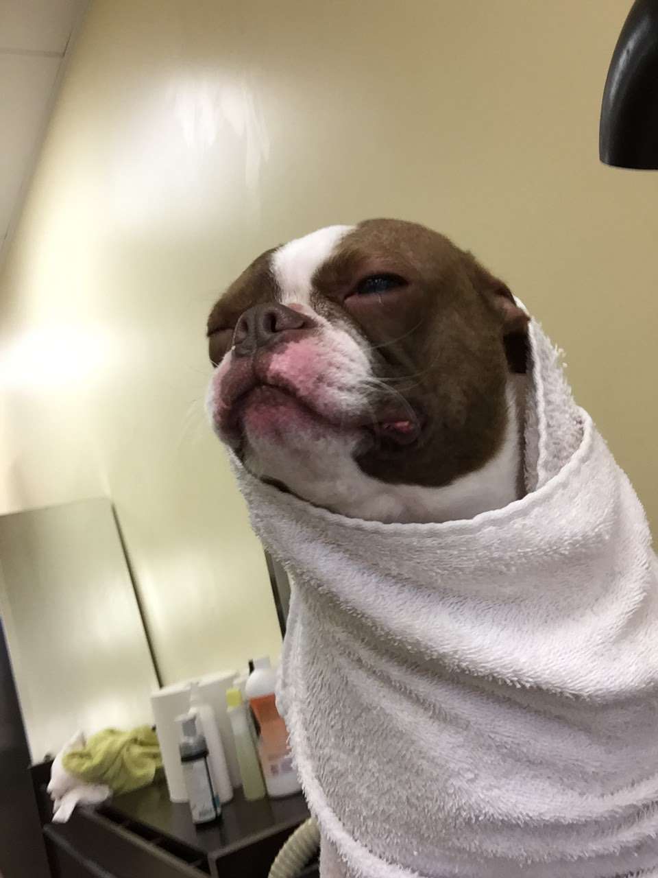 Lovely Puppy House | 1475 Bergen Blvd, Fort Lee, NJ 07024, USA | Phone: (201) 886-2500