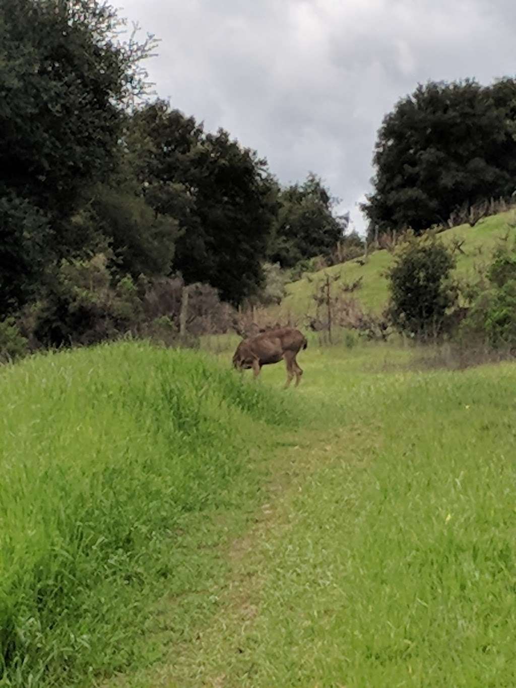 Picchetti Ranch Open Space Preserve | 13100 Montebello Rd, Cupertino, CA 95014, USA | Phone: (650) 691-1200